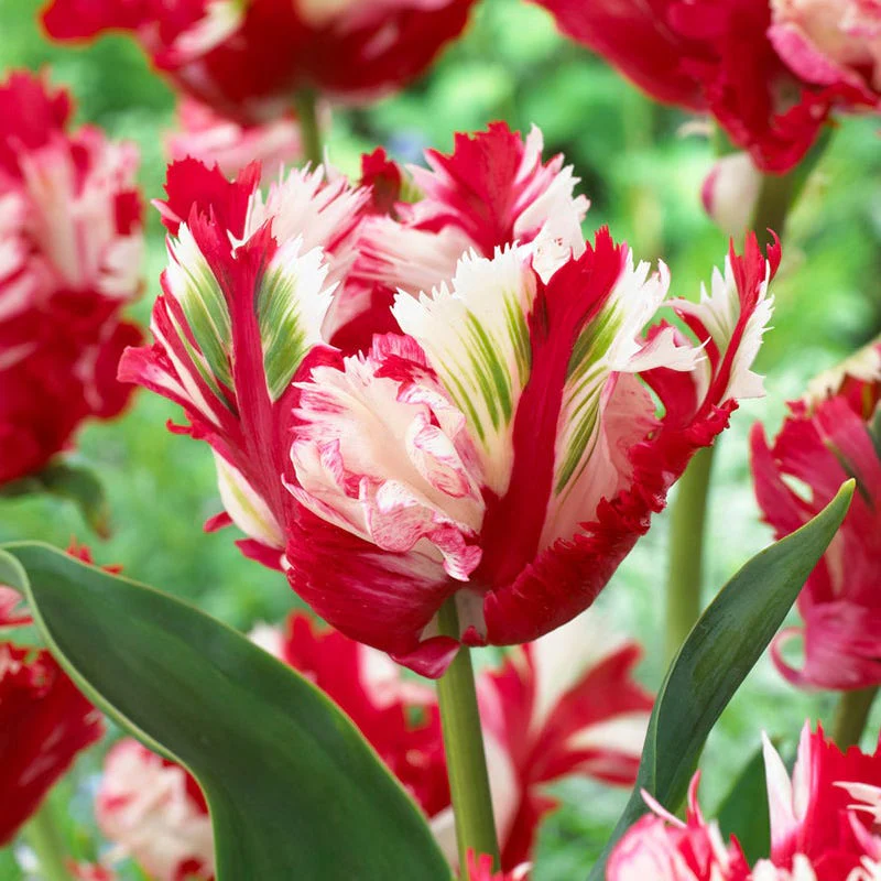 Estella Rynveld Parrot Tulip - Image 2