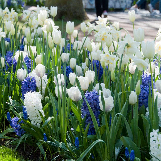 Hakuun Darwin Tulip - Image 3