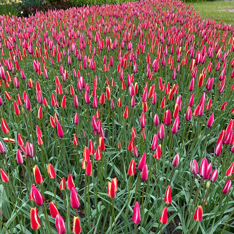 Lady Tulip Mix - Image 2