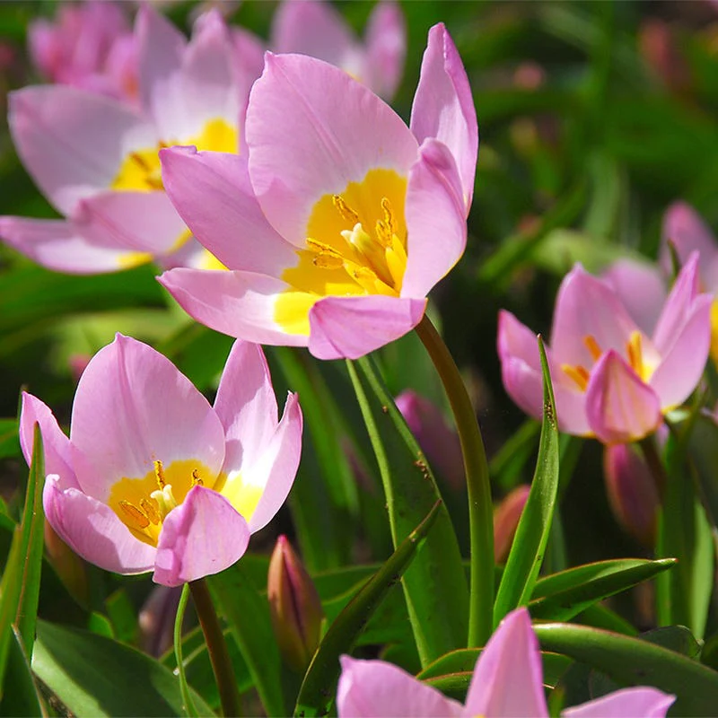 Lilac Wonder Wild Tulip