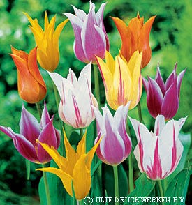 Lily Flowered Tulip Mix - Image 2
