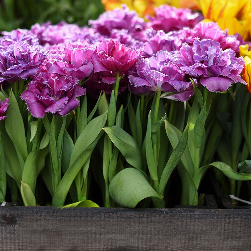 Mascotte Fringed Tulip - Image 2