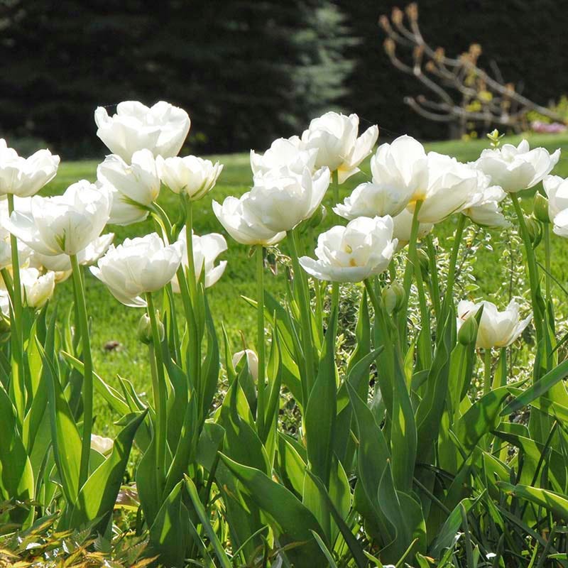 Mount Tacoma Double Late Tulip - Image 2