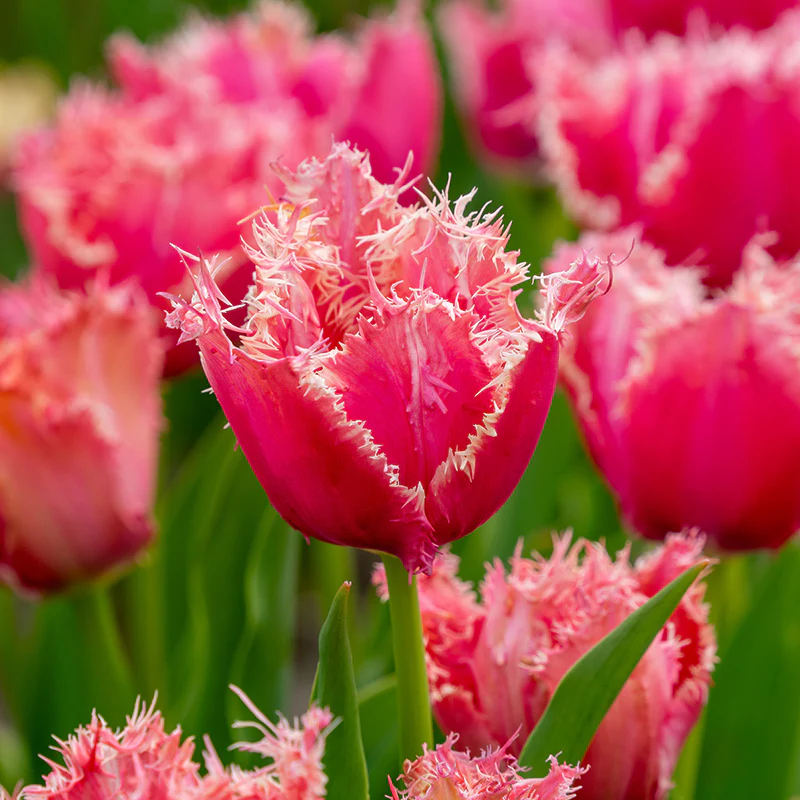 Paleis Het Loo Fringed Tulip