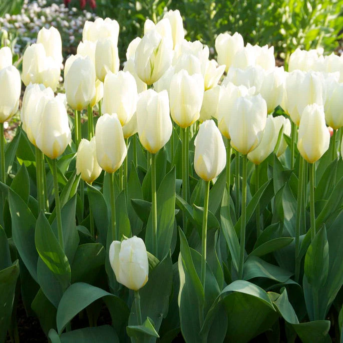 Passion Tulip Flower Bulb Collection - Image 4