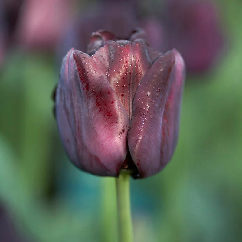 Paul Scherer Triumph Tulip - Image 2