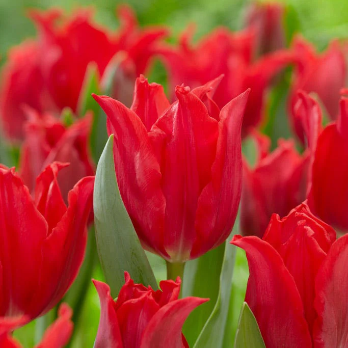 Pretty Woman Lily Flowered Tulip