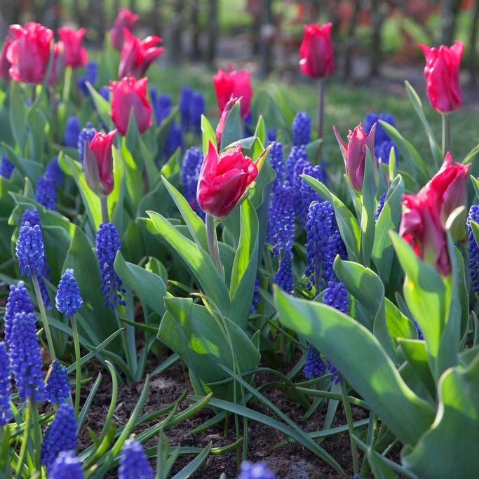 Pretty Woman Lily Flowered Tulip - Image 3