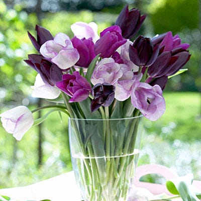 Purple Passion Triumph Tulip Mix - Image 2