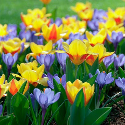 Stresa Rock Garden Tulip - Image 2