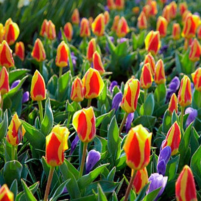 Stresa Rock Garden Tulip - Image 3