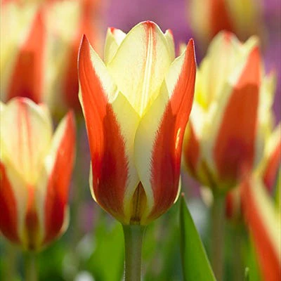 Stresa Rock Garden Tulip - Image 4