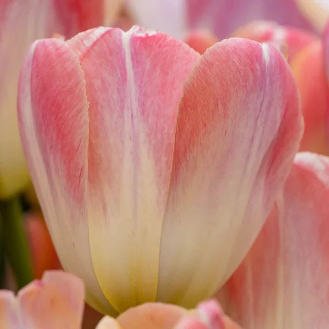 Tickled Pink Tulip Flower Bulb Collection - Image 6
