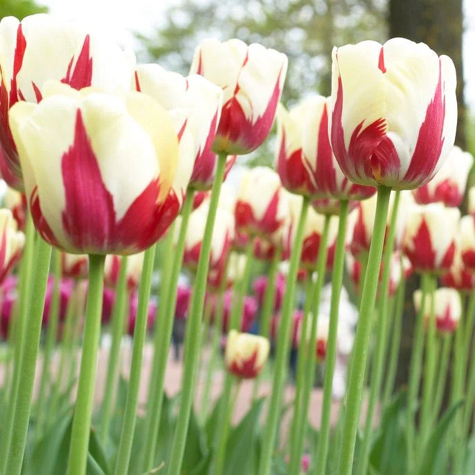World Expression Single Late Tulip - Image 3