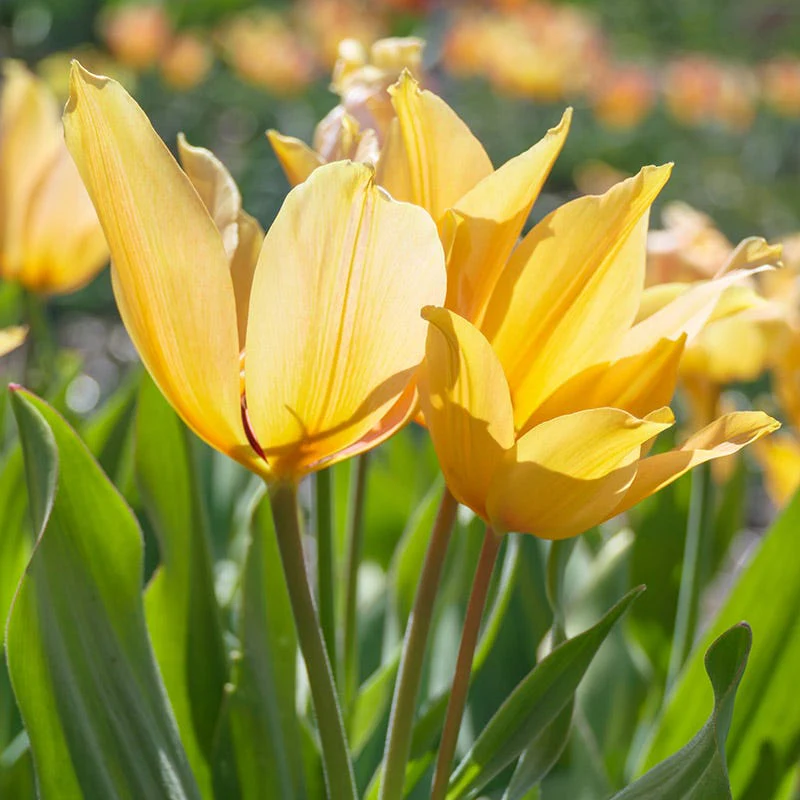 Shogun Wild Tulip - Image 2
