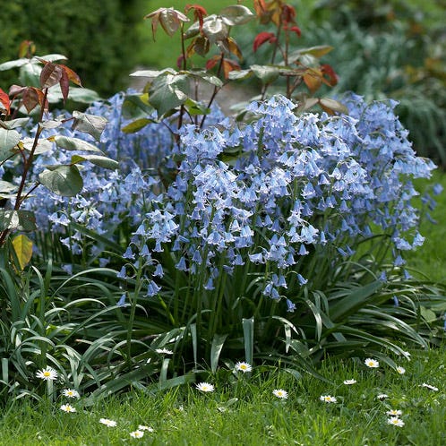 Blue Spanish Bluebells - Image 2