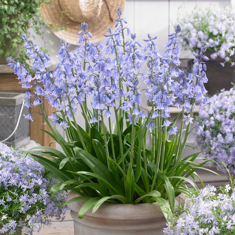 Blue Spanish Bluebells - Image 3