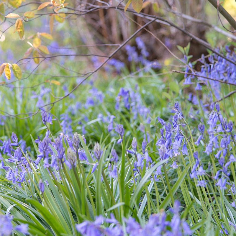 Blue Spanish Bluebells - Image 4