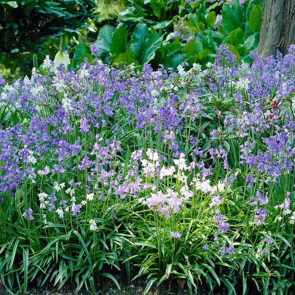 Spanish Bluebells Mix - Image 2
