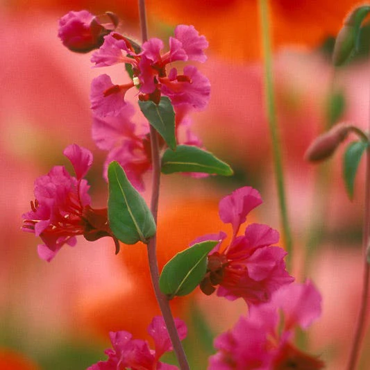 Farewell to Spring Seeds - Image 3
