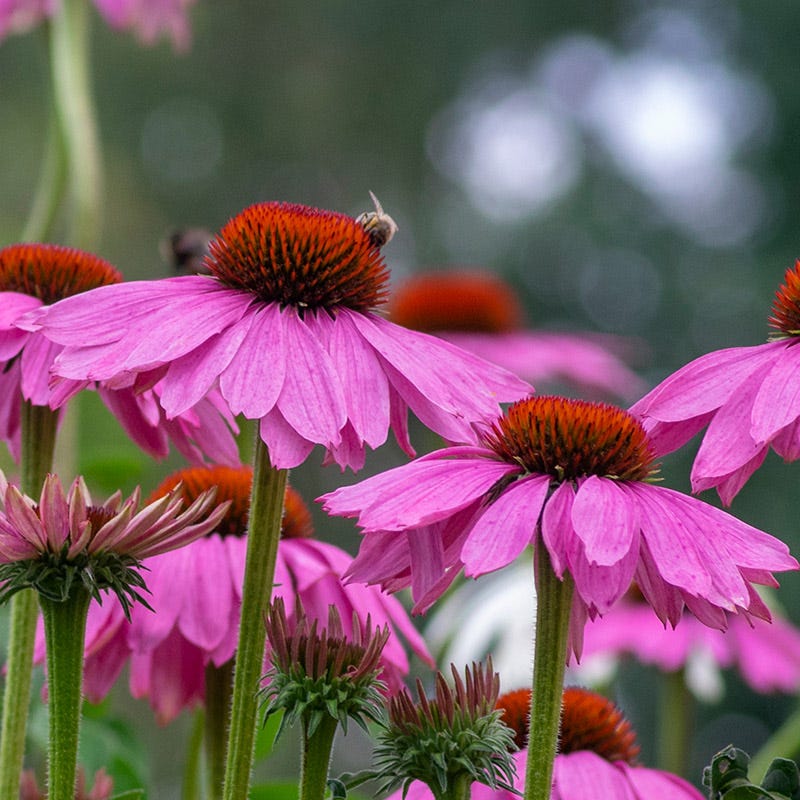 Feed The Bees Bloom Booster Seed Packet Set - Image 4