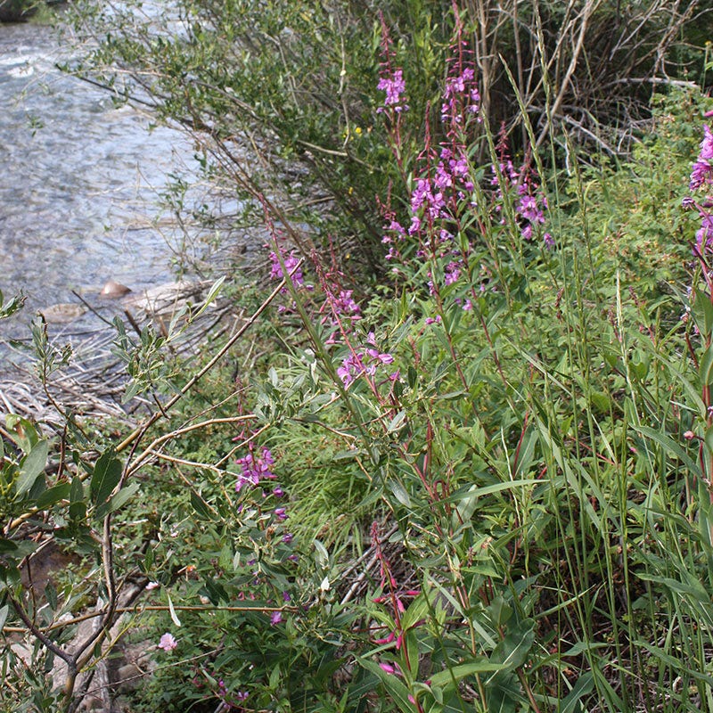 Fireweed Seeds - Image 4
