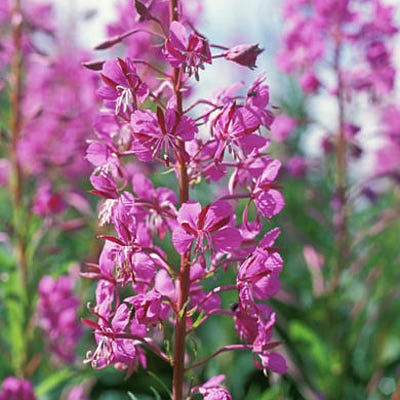 Fireweed Seeds - Image 5