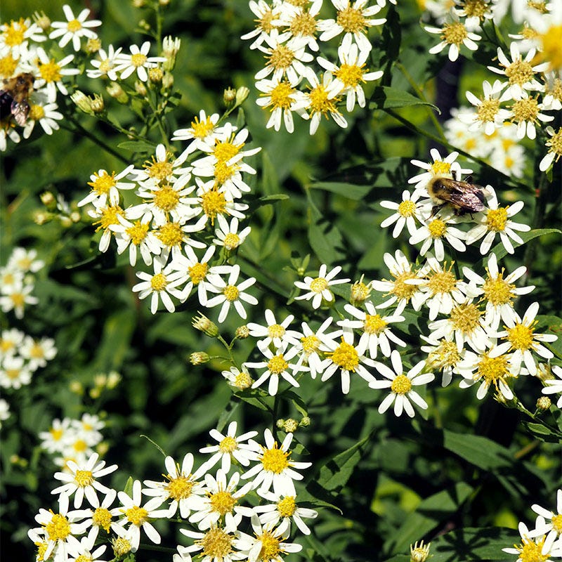 Flat Top Aster Seeds