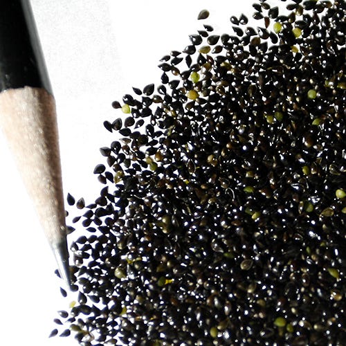Forget-Me-Not Seeds - Image 5