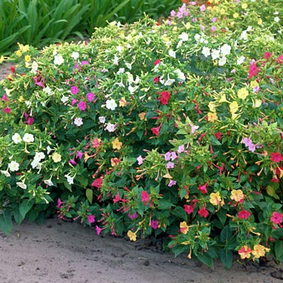 Four O'Clock Seed Mix - Image 3