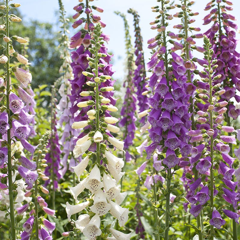 Foxglove Seeds - Image 2