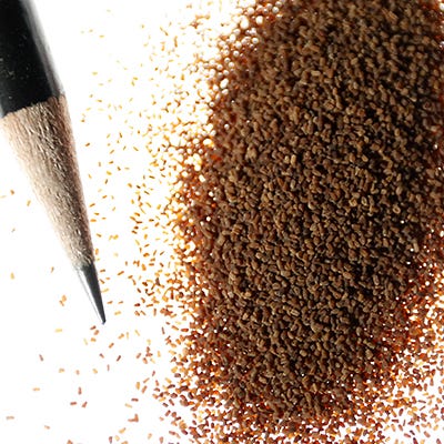 Foxglove Seeds - Image 4