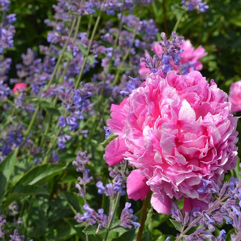 Fragrant Flower Pre-Planned Garden - Image 2