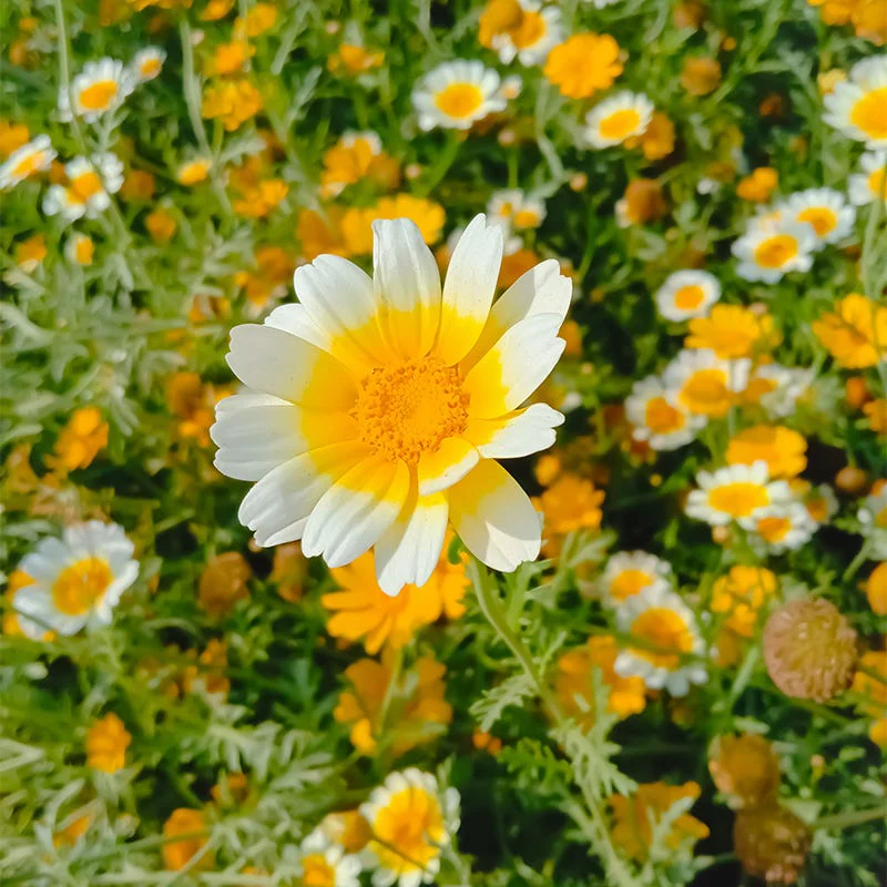 Garland Daisy Seeds