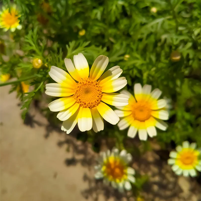 Garland Daisy Seeds - Image 2
