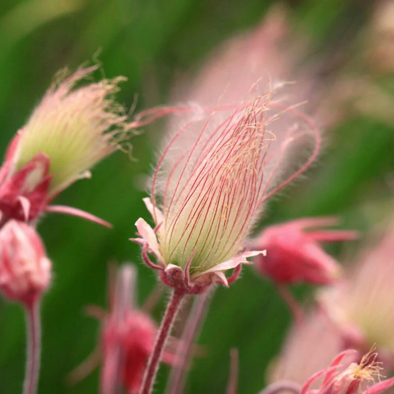 Prairie Smoke Seeds - Image 4