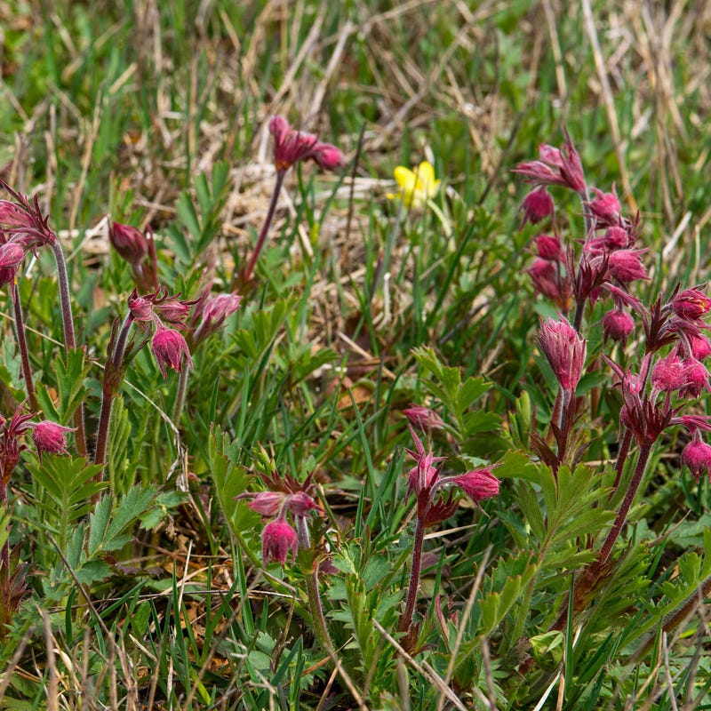 Prairie Smoke Seeds - Image 5