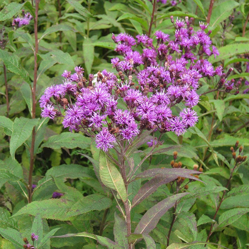 Giant Ironweed Seeds