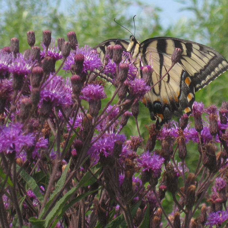 Giant Ironweed Seeds - Image 3