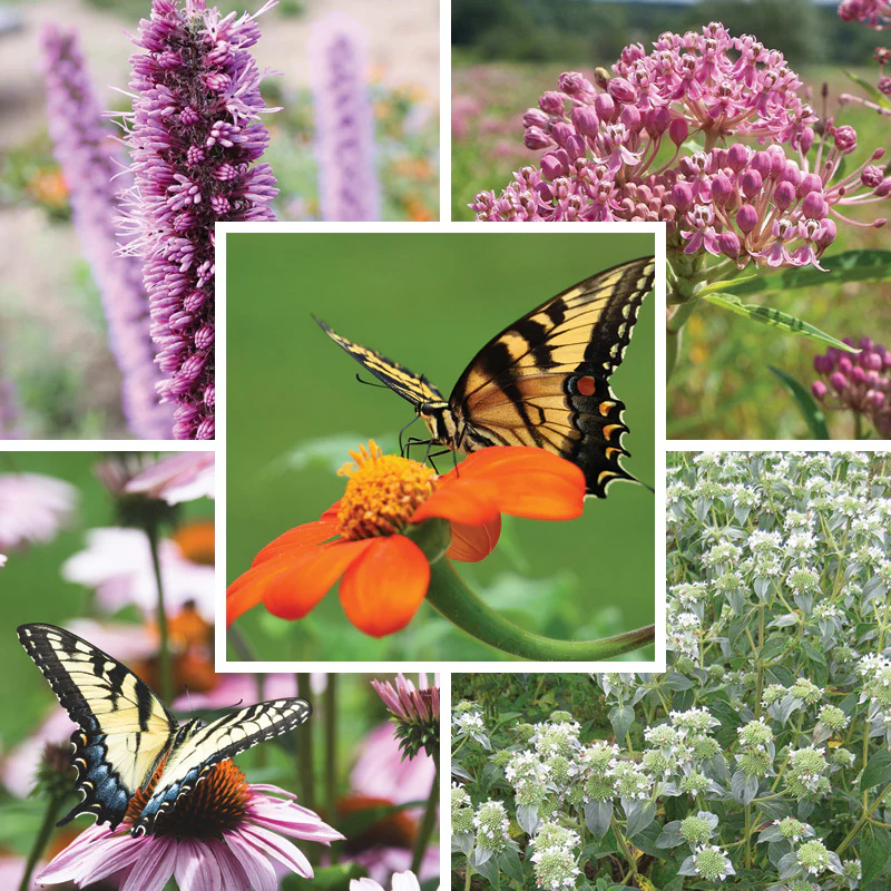 Swallowtail Butterfly Essentials Seed Packet Set