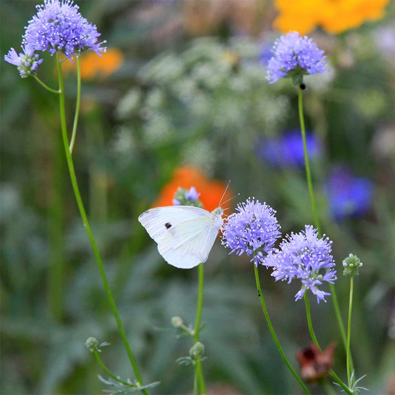 Globe Gilia Seeds - Image 2
