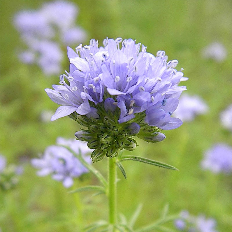 Globe Gilia Seeds - Image 4