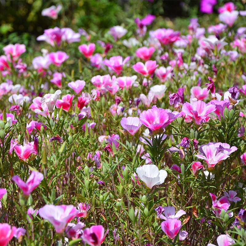 Godetia Seeds - Image 5