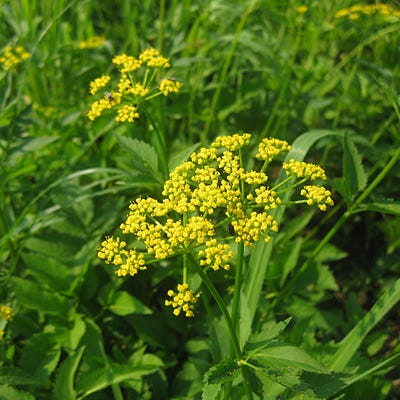 Golden Alexander Seeds - Image 3