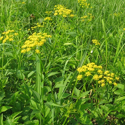 Golden Alexander Seeds - Image 5