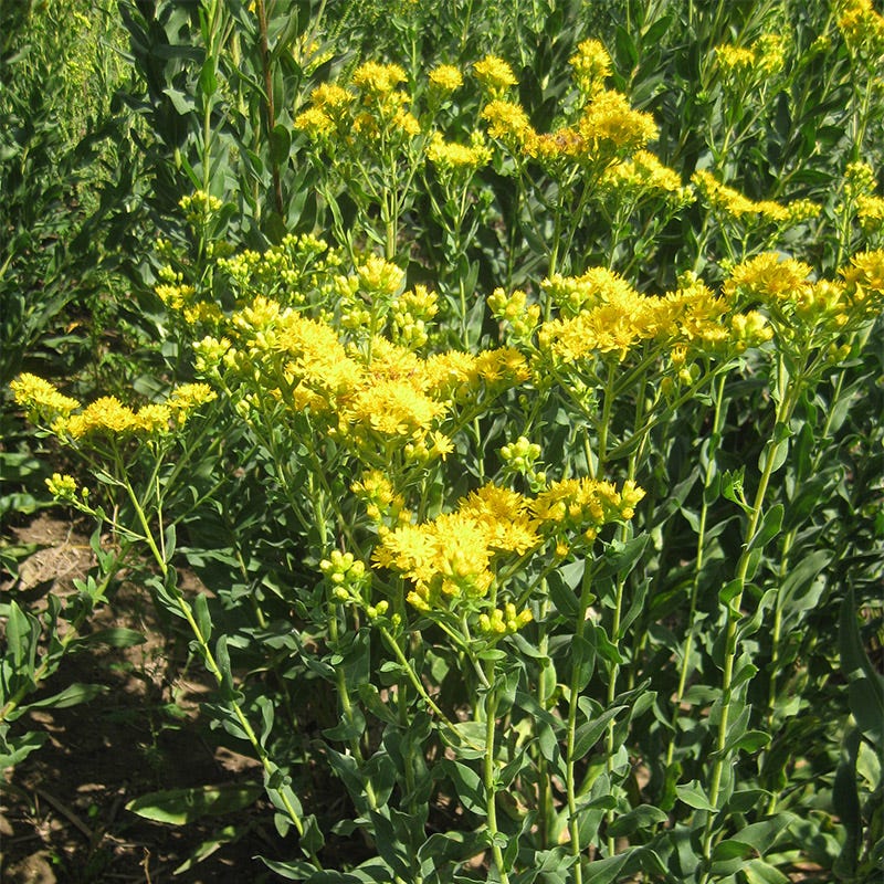 Stiff Goldenrod Seeds - Image 2