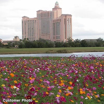 Golf Course Quick Color Wildflower Seed Mix - Image 2