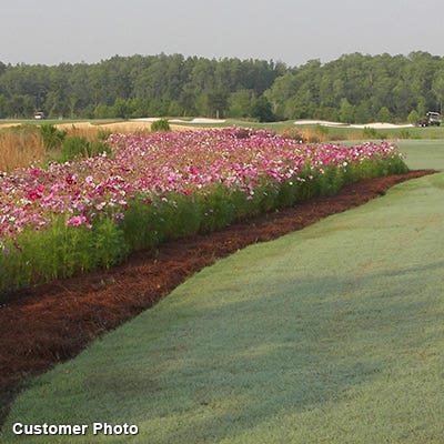 Golf Course Quick Color Wildflower Seed Mix - Image 9