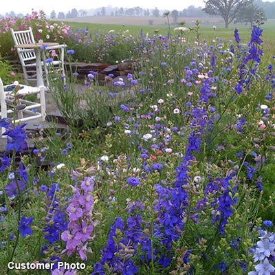 Golf Course Sustainability Wildflower Seed Mix - Image 10