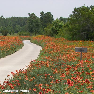 Golf Course Sustainability Wildflower Seed Mix - Image 3